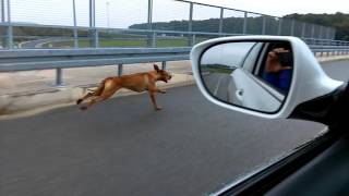 Rhodesian Ridgeback running fast [upl. by Yorgo149]