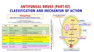 Antifungal Drug Part 02 Classification amp Mechanism of Action of Antifungal Medicines  Antifungal [upl. by Nabi]