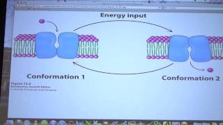 31 Biochemistry Membrane Transport Lecture for Kevin Aherns BB 451551 [upl. by Milburr597]