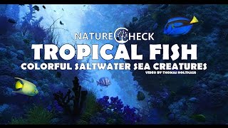 Coral Reef Fish for Saltwater Aquariums  Marine Tropical Wildlife [upl. by Eldorado]