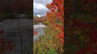 Scenic views of Renwick Brook Park fallvibes hiking autumn travel wanderlust [upl. by Heman]