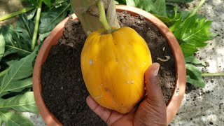 ASI DE FACIL ES TENER PAPAYA O LECHOSA ENENANA EN MACETA Y DE UNA PLNTA SACAR VARIAS [upl. by Yldarb326]