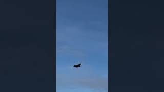 F35 Low Approach At raflakenheath aviation f35lightning f35 usaf [upl. by Rivi]