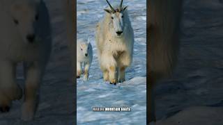 Meet The Mountain Goat The Majestic Of The Mountains [upl. by Midis]