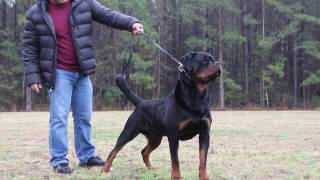 AJAX VON HAUS DRAZIC  ROTTWEILER STUD MALE [upl. by Nileek]