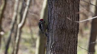 Yellow bellied sapsucker [upl. by Nohsar]