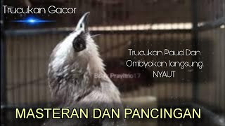 SUARA TRUCUKAN RIBUT GACOR NGEROLL PANJANG [upl. by Llovera]