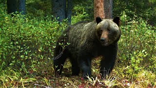 Have you heard these noises from a grizzly bear You may be too close [upl. by Htebzile]