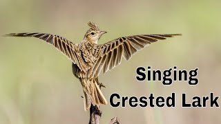 Crested Lark Singing Bird  Wildlife of Pakistan  Life Skills Tv [upl. by Riamo]