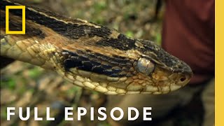 Jagged Jungle Full Episode  NEW SERIES  Primal Survivor Over the Andes [upl. by Atiuqahc]