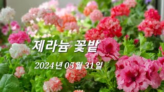 제라늄 꽃밭 2024년 05월 31일 [upl. by Larine]