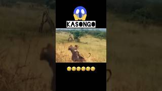 Warthog Turbo V16 engine 🙏SUBSCRIBE🙏 video warthog turbo v16engine kingofjungle funny [upl. by Akcinahs]