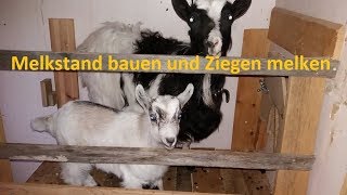 Melkstand bauen aus Restholz amp Ziegen melken  Unsere Ziegenbabys [upl. by Nets]