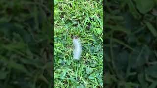 A PALE TUSSOCK IN GARDEN 2 [upl. by Yssac673]