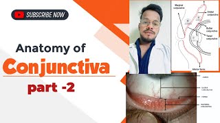 Conjunctiva क्या है  ANATOMY OF CONJUNCTIVA made easy  types amp parts of conjunctiva [upl. by Hyrup100]