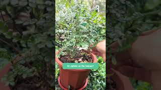 Remove insects from your flowering plants link product in Bio 🍀garden greenrose namrose [upl. by Iahc]