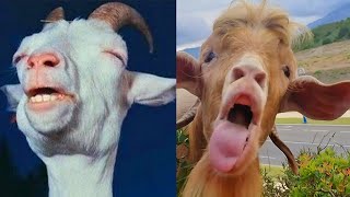 Most Funny Goat Screaming Sound 🐐😂 Goats Yelling Like Humans Compilation [upl. by Gladdy]