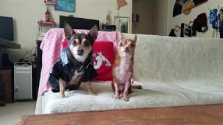 The Howling Chihuahua THC  Doggy Dance Off 1 quotDiskofunquequot Beats [upl. by Fred664]