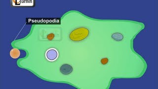 Feeding and Digestion in Amoeba  Elementary Science [upl. by Lered147]