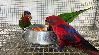 Baby Lories Weaning  Ornate amp Red Moluccan  Breeding Results  Gift Of Flight [upl. by Lyndsay869]