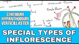 Special types of inflorescence  Cyathium Hypanthodium Verticillaster  Bio science [upl. by Mandell]