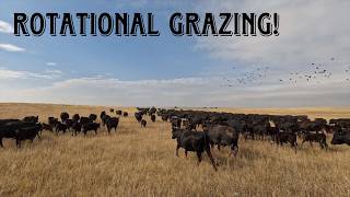 The POSITIVES Of Rotational Grazing Cattle [upl. by Lundquist]