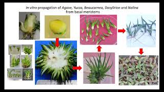 Balch EPM 2023 Establishment and Conservation of an InVitro Germplasm Bank of plant species [upl. by Nois442]