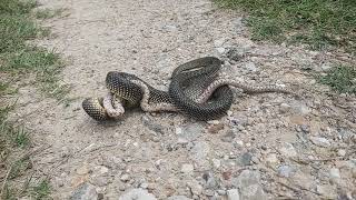 King snake vs rat snake [upl. by Jereld408]