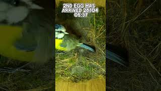 2nd egg has arrived morning of 2804 birds birdfeeder nature nest birdhouse birdslover cute [upl. by Adnek719]