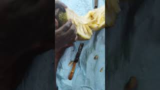 Master the Art of jackfruit Cutting Easy Guide for Farmers Jackfruit FarmingTips [upl. by Eidarb]