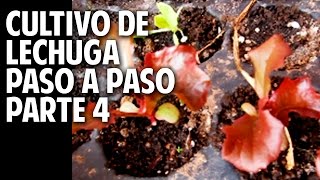 Cultivo de Lechuga Paso a Paso  Parte 4 Cuando transplantar lechuga cosasdeljardin [upl. by Latsryc734]