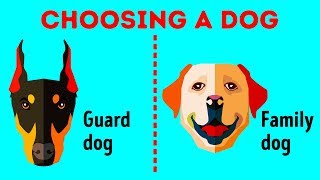 How to Choose the Perfect Dog Breed Just for You [upl. by Hickie]