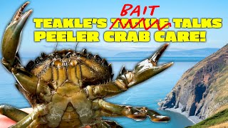 Teakles Bait Talks Peeler Crab Management For Beginners [upl. by Saihttam575]