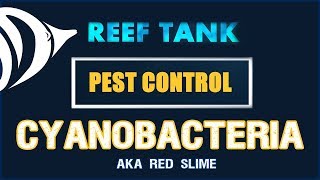 RED SLIME  Reef Tank Pest Control 3 How to Get Rid of Cyanobacteria [upl. by Batholomew]