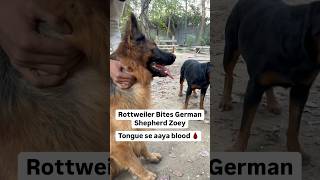 Rottweiler Bubzee Bites Tongue Of German Shepherd Zoey 🩸 shorts rottweiler dogs youtubeshorts [upl. by Allsopp402]