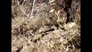 King snake VS Gopher snake [upl. by Atnom39]