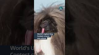 World’s Ugliest Dog Contest crowns new winner itvnews [upl. by Laamak142]