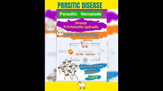 Trichinosis in sheep🤔Trichinella spiralis foodborne helminthicMuscle👍Parasitology👍🔬✅ [upl. by Kcirdle]