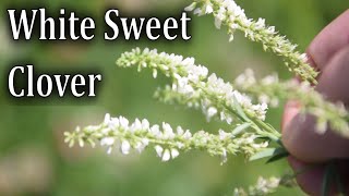 How To Identify White Sweet Clover Melilotus alba [upl. by Iaverne]