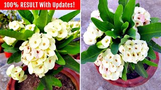 Watch How To Get TONS of FLOWERS On Euphorbia Milii [upl. by Cherianne]