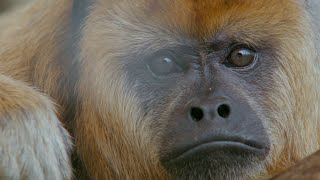 Prehensile Tails in Howler Monkeys [upl. by Arral]