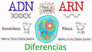 💫 Diferencias entre ADN Y ARN🔬 Fácil y Rápido  BIOLOGÍA [upl. by Sansone]