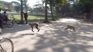 Langur Monkeys fighting with other groups [upl. by Brezin]