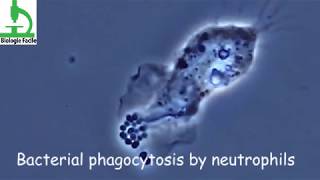 Amazing video  Bacterial Phagocytosis by Macrophages and Neutrophils [upl. by Charbonnier]