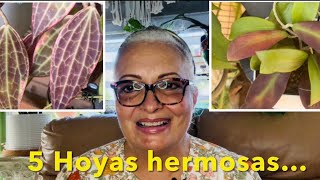 ¡LAS 5 HOYAS MAS ESTRESADAS EN MI COLECCIÓN Los cuidados y su floración 🙋🏼‍♀️🪴 S4E256 [upl. by Kayle638]