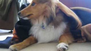 Cute Sheltie Movie  A Year in The Life of Howard Woofington Moon [upl. by O'Reilly319]