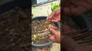 Mini garden lo seeds peduthunayoutubeshorts [upl. by Ehtylb444]