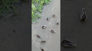 Patos y gallinetas en el río birds aves nature wildlife [upl. by Eniahs]