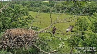 Decorah North  DN18 Fledged 🙌 exploreorg 06 11 2024 [upl. by Goeger]