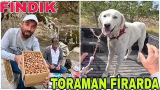 TORAMAN FİRARDA  SON ANDA KURTARDIKBİR KUTU FINDIK [upl. by Marbut]